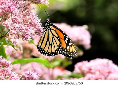 788 Monarch butterfly butterfly border Images, Stock Photos & Vectors ...
