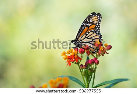 Monarch butterfly (Danaus plexippus) feeding on tropical milkweed flowers in the fall. Natural green background with copy space.