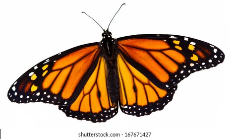 Monarch Butterfly (Danaus Plexippus) Isolated