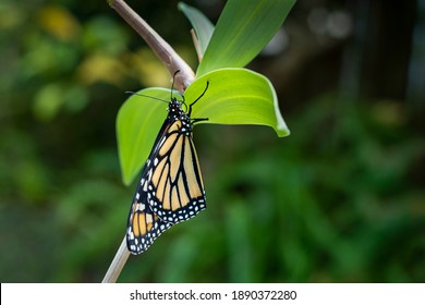 Monarch Butterfly (danaus Plexippus) Just Emerging From The Chrysalis Cocoon With Wet Wings