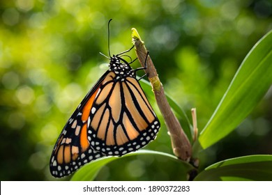 Monarch Butterfly (danaus Plexippus) Just Emerging From The Chrysalis Cocoon