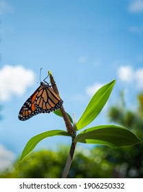 Monarch Butterfly (danaus Plexippus) Just Emerging From The Chrysalis Cocoon, Drying Its Delicate Wings Against The Sunny Blue Sky. Vertical Format. 