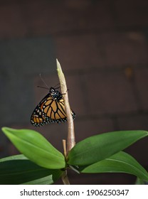 Monarch Butterfly (danaus Plexippus) Just Emerging From The Chrysalis Cocoon, Drying Its Delicate Wings Against The Brick Wall Background. Vertical Format. 