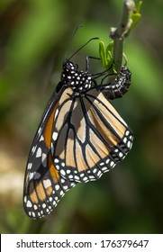 Monarch Butterfly (Danaus Plexippus) Laying Eggs On A Swan Plant