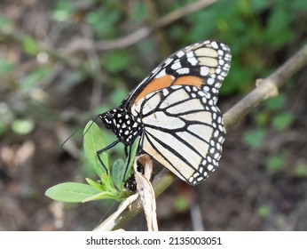 Monarch Butterfly Danaus Plexippus Laying Eggs On A Milkweed Plant