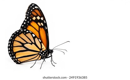 monarch butterfly - Danaus plexippus - or milkweed, common tiger, wanderer, and black veined brown, one of the most popular butterflies.  Milkweed is their host plant.  isolated on white, side view - Powered by Shutterstock