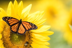 Monarch Motyl, Danaus Plexippus, Na Jasnożółtych Słoneczników W Słoneczny Letni Poranek