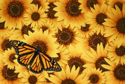Monarch Butterfly (Danaus Plexippus) On Beautiful Wild Sunflower Blossom Background