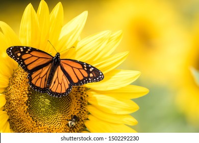 Monarch Butterfly, Danaus Plexippus, on bright yellow sunflowers on a sunny summer morning
