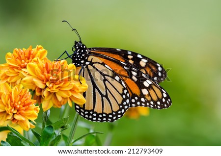 Monarch butterfly (Danaus plexippus) on orange garden flowers during autumn migration. Natural green background.