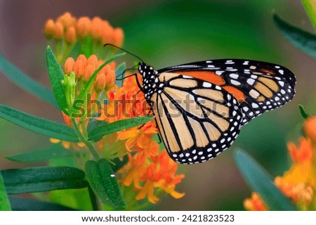 Monarch Butterfly (Danaus plexippus) on green and orange plants
