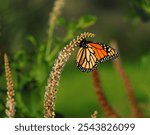 Monarch Butterfly - Danaus plexippus. Perched on Mexican Pokeweed -  phytolacca heterotepala plant. Oeiras, Portugal. Shallow selective focus for effect. Space for text.