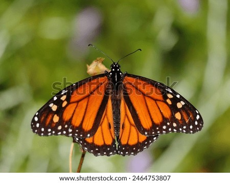 Monarch Butterfly - Danaus plexippus. Perched on a dry plant. Oeiras, Portugal. Shallow selective focus for effect. Space for text.
