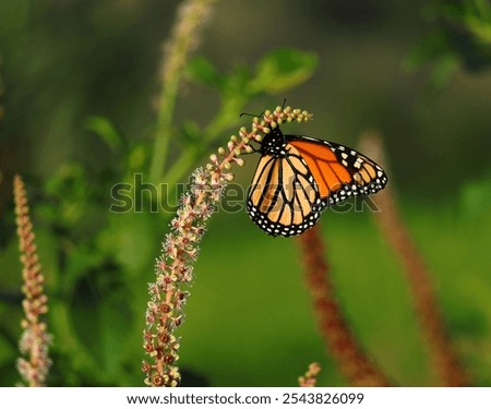 Monarch Butterfly - Danaus plexippus. Perched on Mexican Pokeweed -  phytolacca heterotepala plant. Oeiras, Portugal. Shallow selective focus for effect. Space for text.