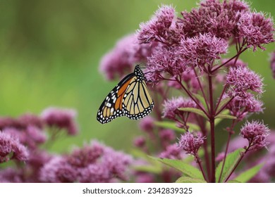 A monarch butterfly drinking the nectar from a sweet joe pye weed plant.