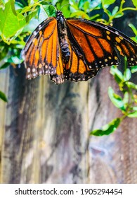 Monarch Butterfly Drying Its Wings After Hatching From Chrysalis.