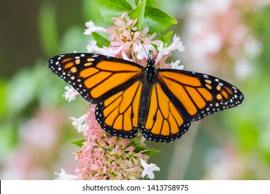 Monarch Butterfly Eating On Flower