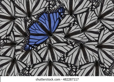 A Monarch Butterfly Edited In Blue And Placed On A Black And White Background Of Monarch Butterflies. Bold And Daring For A Variety Of Ideas And Concepts. Horizontal Or Vertical Format With Copy Space