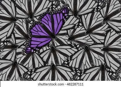 A monarch butterfly edited in purple and placed on a black and white background of monarch butterflies. Bold and daring for a variety of ideas and concepts. Horizontal or vertical with copy space