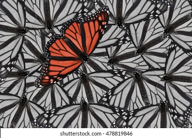 A Monarch Butterfly Edited In Red And Placed On A Black And White Background Of Monarch Butterflies. Bold And Daring For A Variety Of Ideas And Concepts. Horizontal Or Vertical Format With Copy Space.