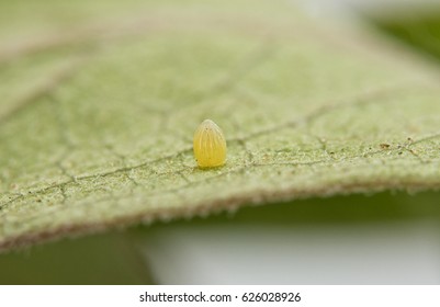 Monarch Butterfly Egg Attached To A Milkweed Leaf, Getting Ready For The Caterpillar To Hatch