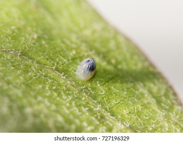 Monarch Butterfly Egg On A Milkweed Leaf, With Black Parts Of Caterpillar Visible, Just Before Hatching