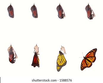 Monarch Butterfly Emerging From Chrysalis, Eight Stages. Isolated Over A White Background.