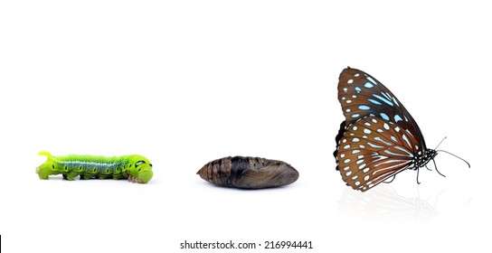 Monarch Butterfly Emerging From Chrysalis, Eight Stages. Isolated Over A White Background.