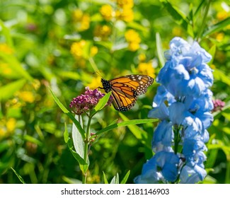 Monarch Butterfly Endangered In Canada 