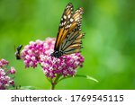 A monarch butterfly enjoys some nectar on a Sullivant