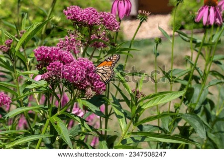 Monarch butterfly feeding on the blossoms and buds of a swamp milkweed plant (asclepias incarnata) in a sunny garden