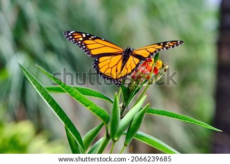 Monarch Butterfly feeding on flowers of a milkweed