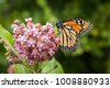 monarch milkweed