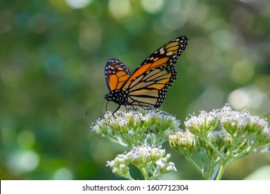 Monarch Butterfly Feeding On Nectar Rich Plants During The Annual Fall Migration