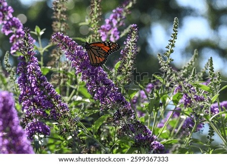A Monarch Butterfly feeding on the nectar of a Buddleja Butterfly Bush with purple flowers on a bright summer day on the North Fork of Long Island, NY.