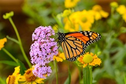 Monarch Butterfly - Motyl Monarcha żywi Się Różowymi Kwiatami W Letnim Ogrodzie.