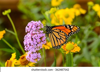 Monarch Butterfly - A monarch butterfly feeding on pink flowers in a Summer garden.