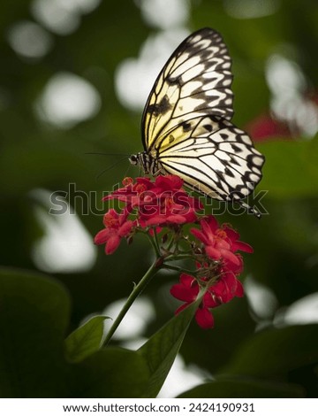 Monarch Butterfly - A monarch butterfly feeding on pink flowers in a Summer garden