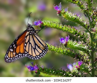 Monarch butterfly feeding on purple flower. - Shutterstock ID 1034116297