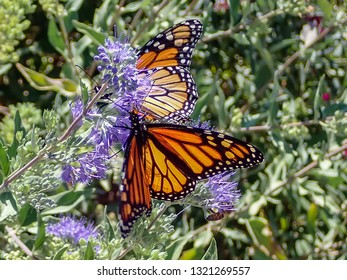 Monarch butterfly feeding on purple butterfly bush - Shutterstock ID 1321269557
