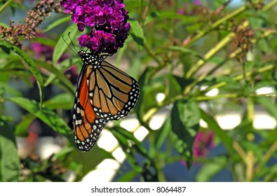 Monarch Butterfly Feeding On Purple Flower Stock Photo 8064487 ...