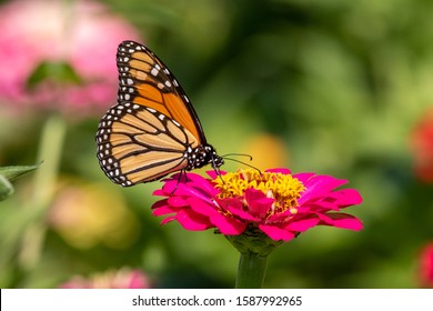 A Monarch Butterfly feeds on a bright pink Zinnia flower in the garden.