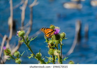 A Monarch Butterfly Feeds On A Thistle Flower At The Fayette Historic State Site On The Garden Peninsula Of Michigan.