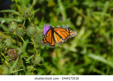 A Monarch Butterfly Feeds On A Thistle Flower At The Fayette Historic State Site On The Garden Peninsula Of Michigan.