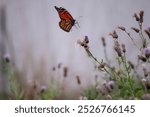 Monarch Butterfly in flight to land on tall purple milk thistle