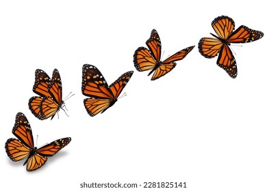 Mariposa monarca volando sobre fondo blanco.