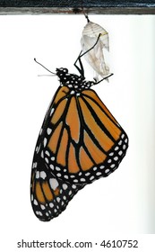 Monarch Butterfly Freshly Emerged From Cocoon