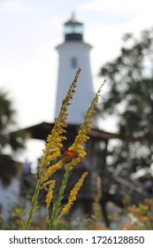 Monarch butterfly in front of St. Marks lighthouse in Tallahassee, FL for the monarch migration