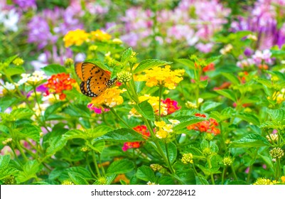 Monarch Butterfly In Garden