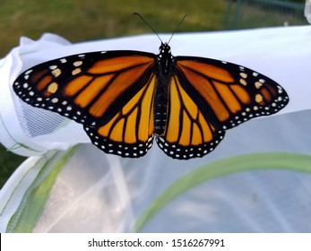 Monarch Butterfly Getting Released From Caterpillar Raising Habitat Into The Outdoors For Migration